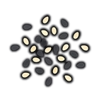 sesame