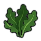 wakame